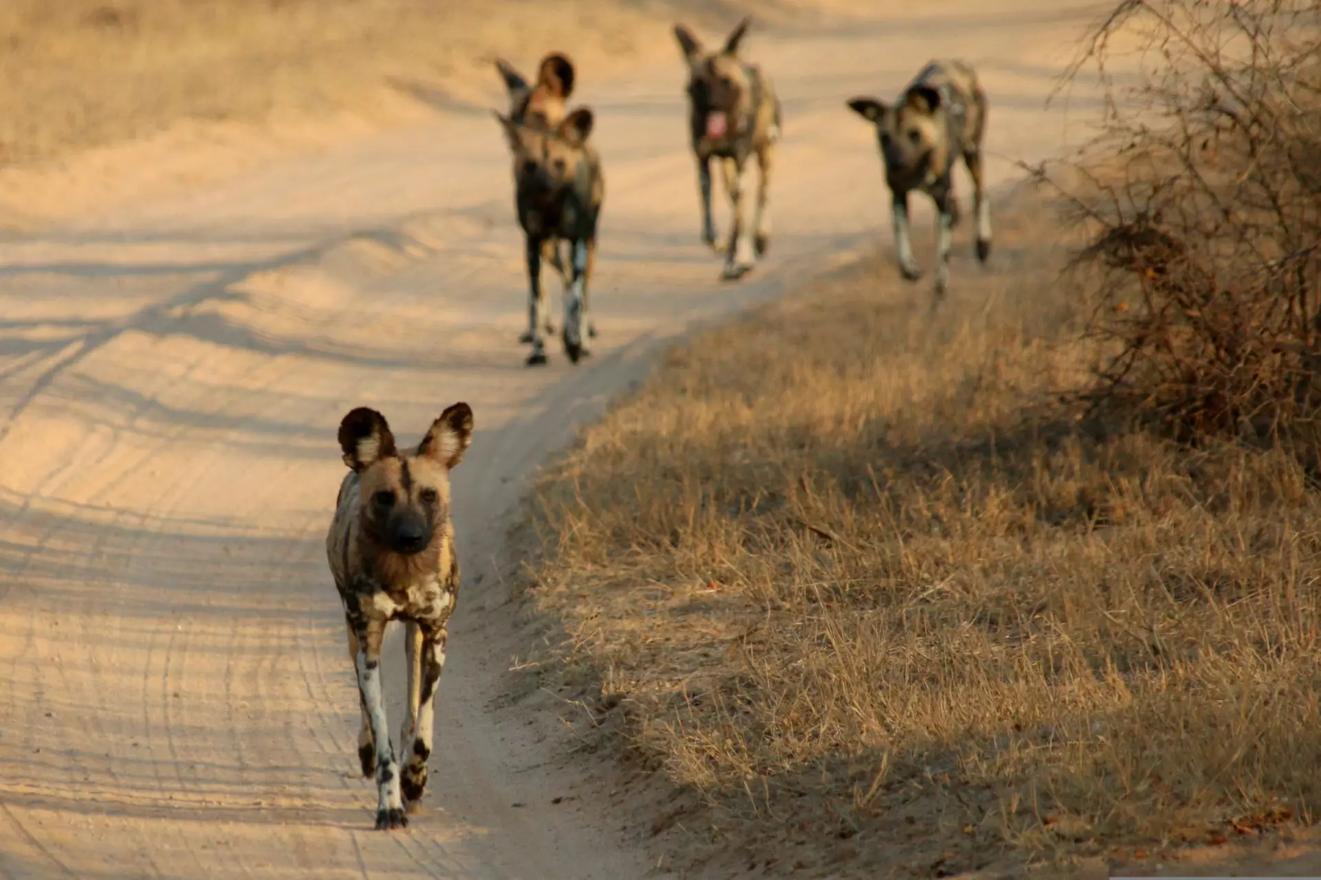 Wild Dogs
