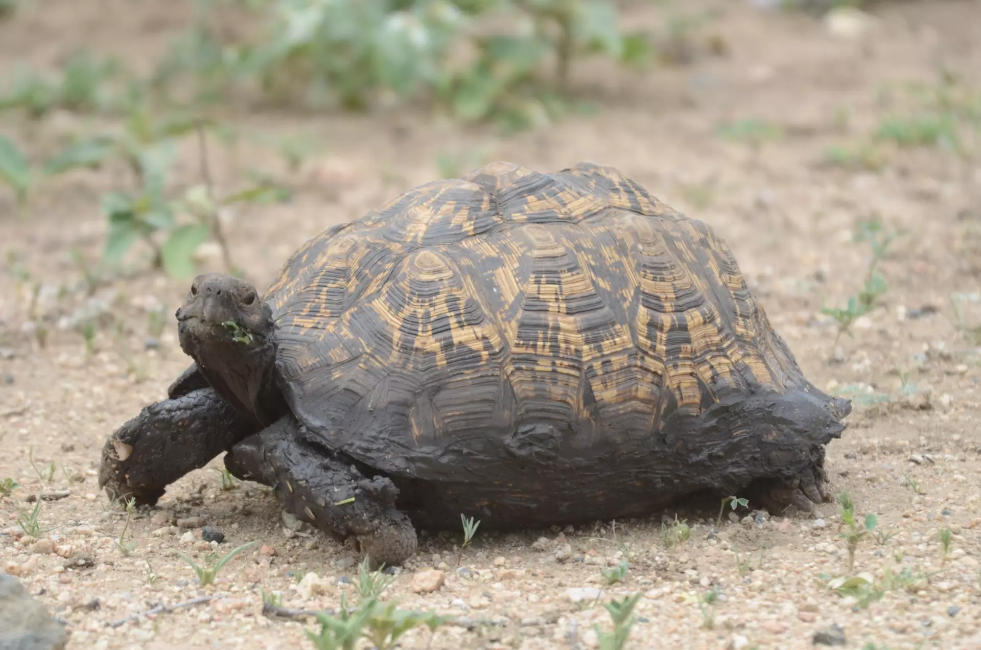 Tortoise