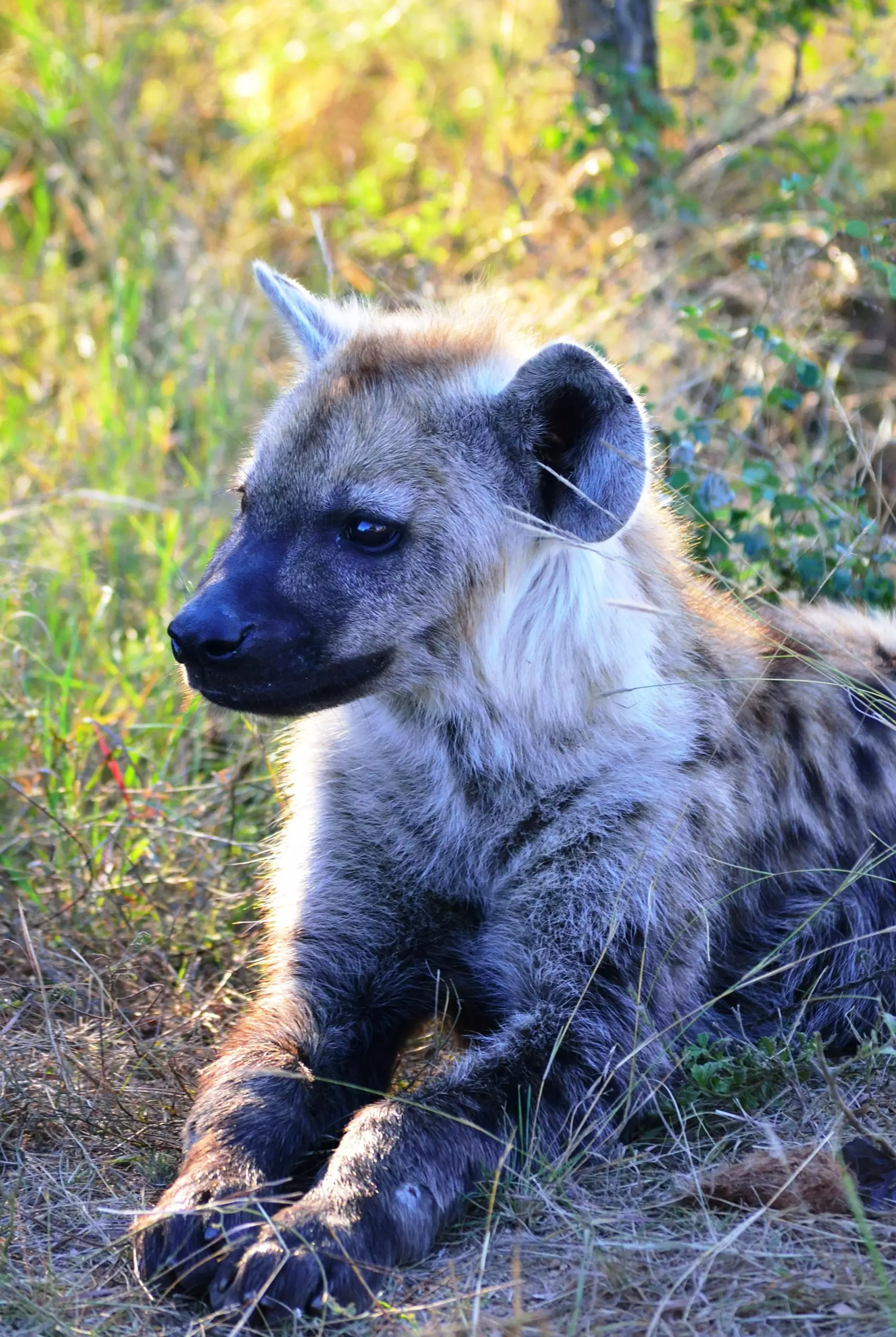 Spotted Hyena