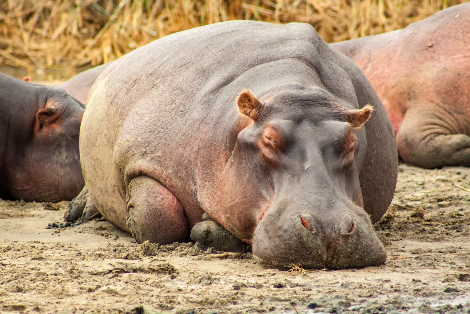 Hippopotamus
