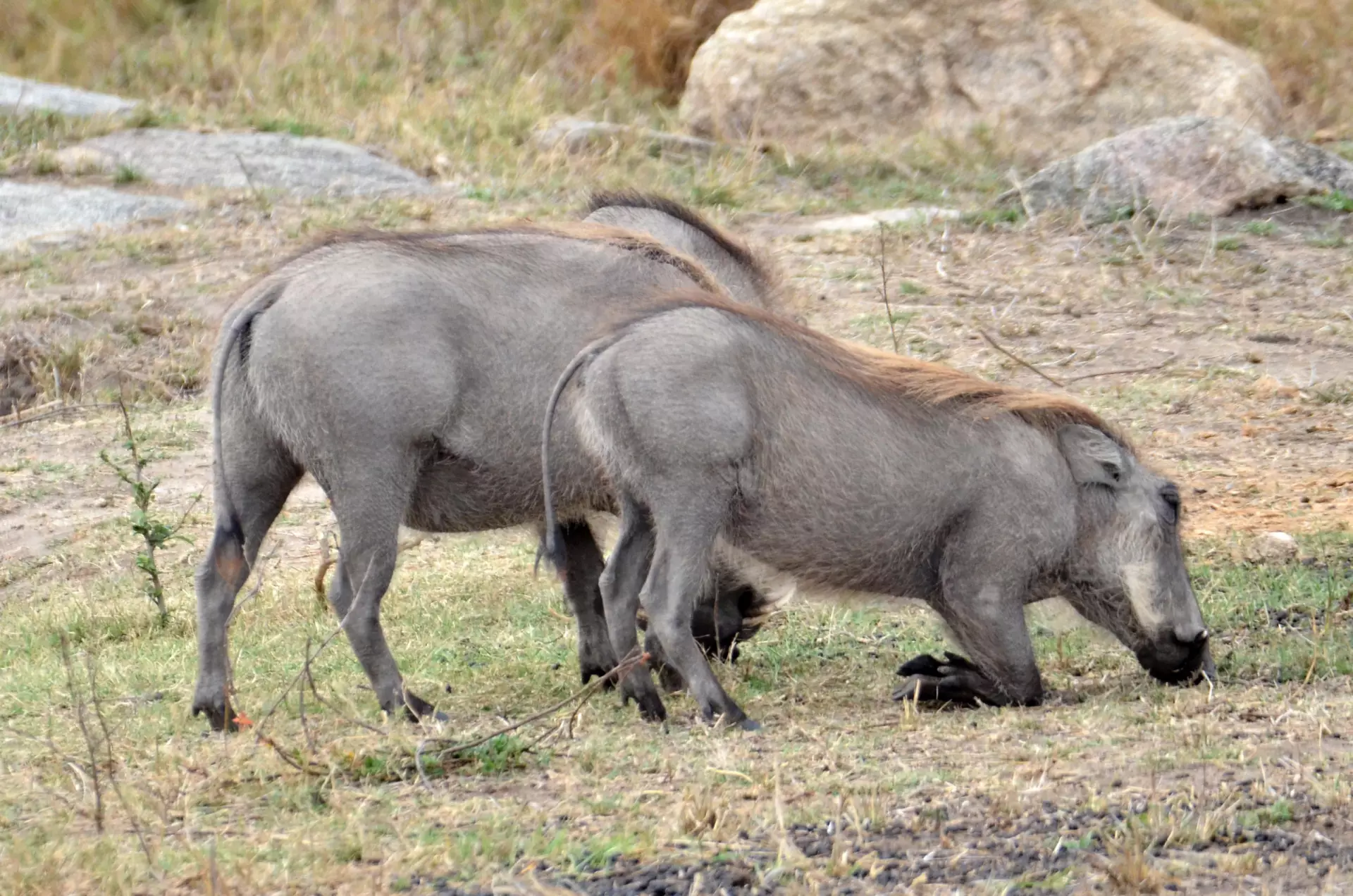 Warthogs