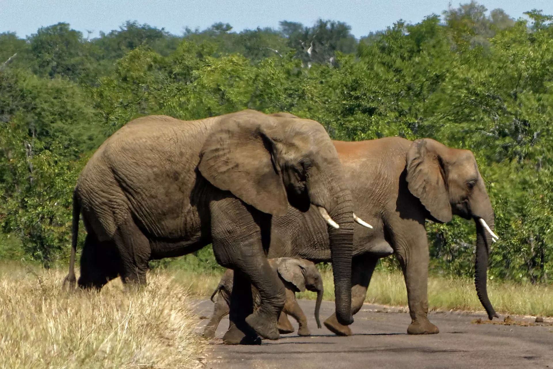 Elephant