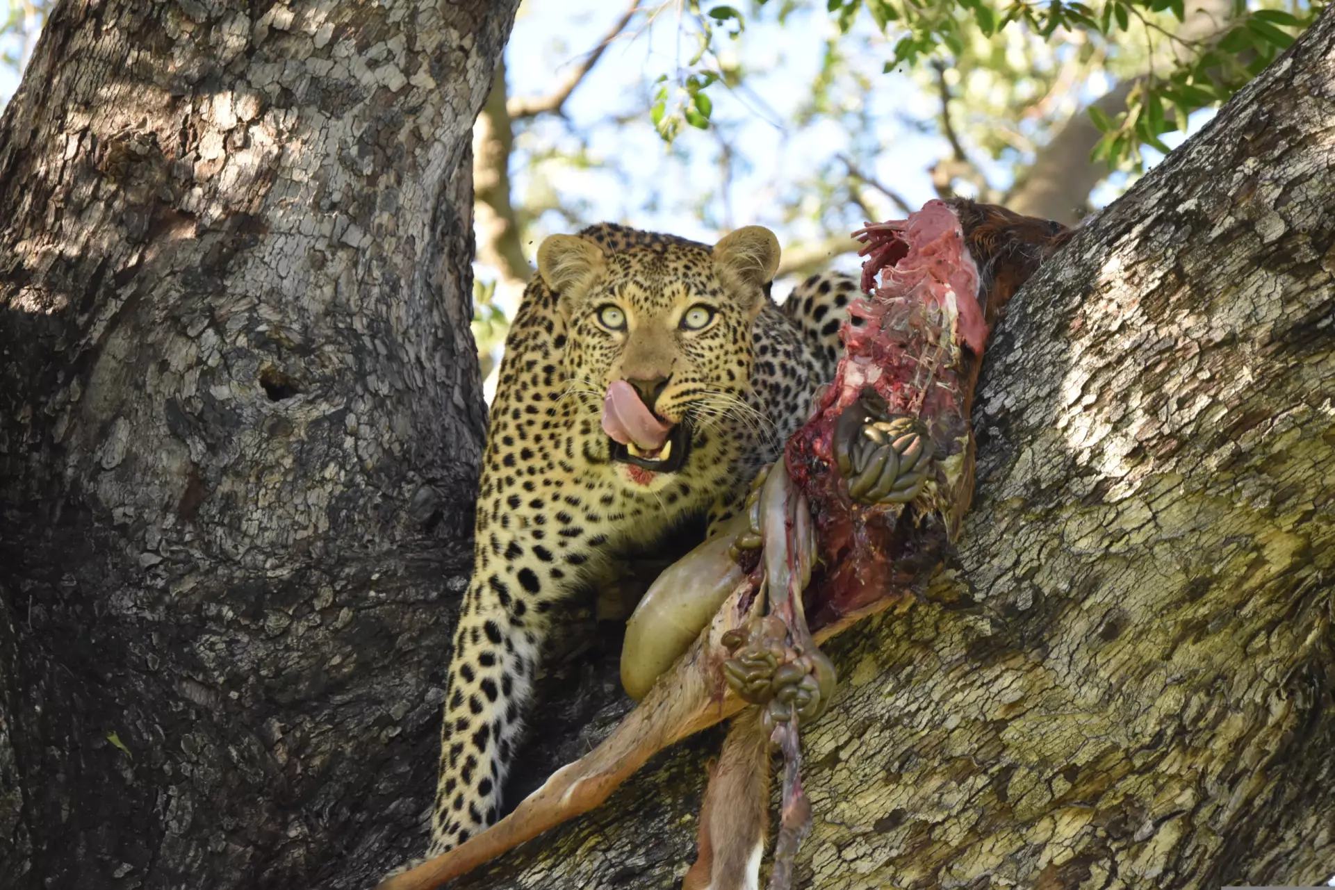 Leopard