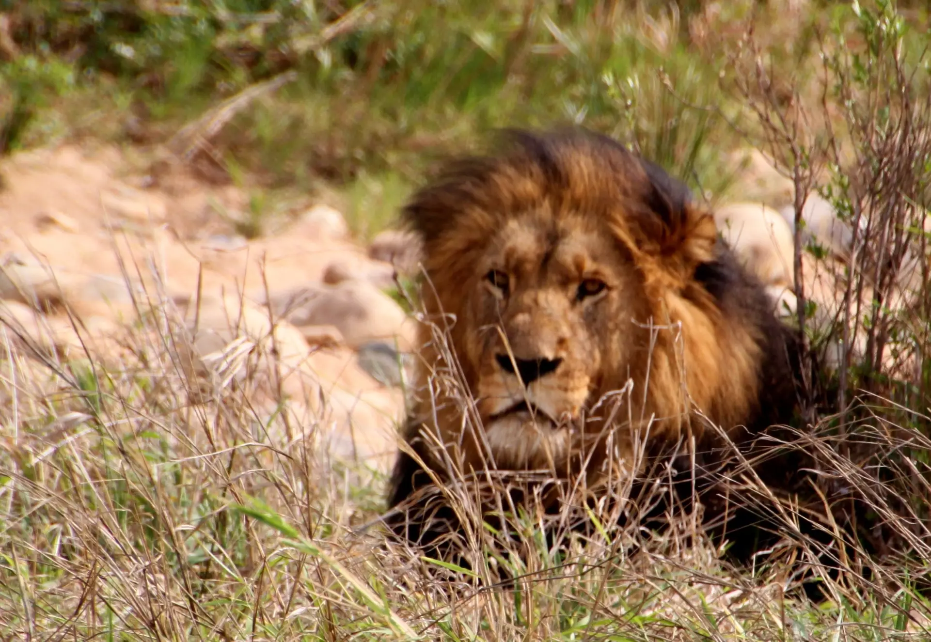 Lion