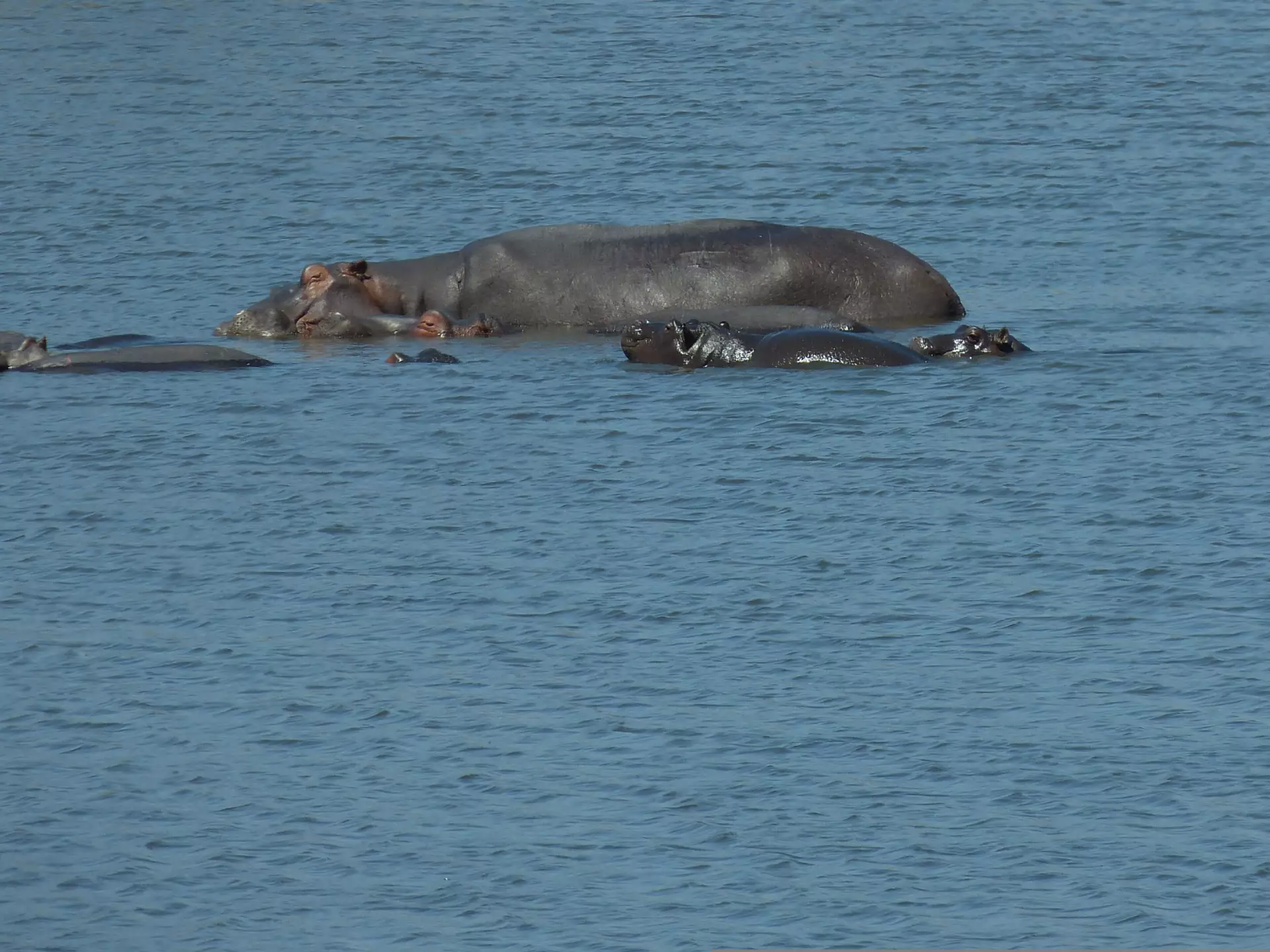 Hippopotamus