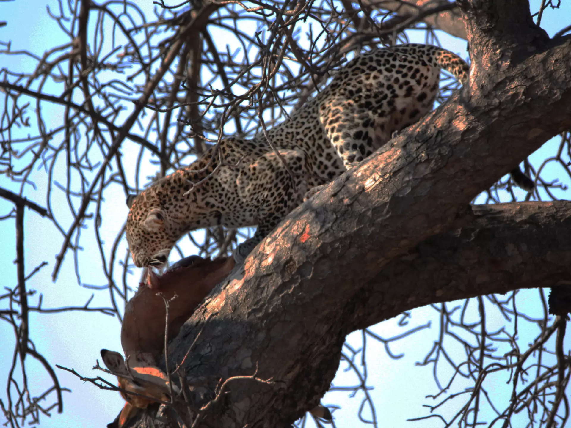 Leopard