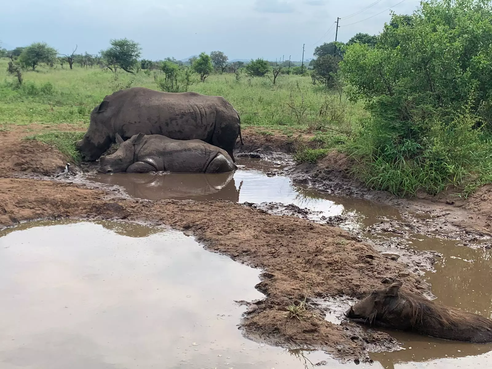Rhino