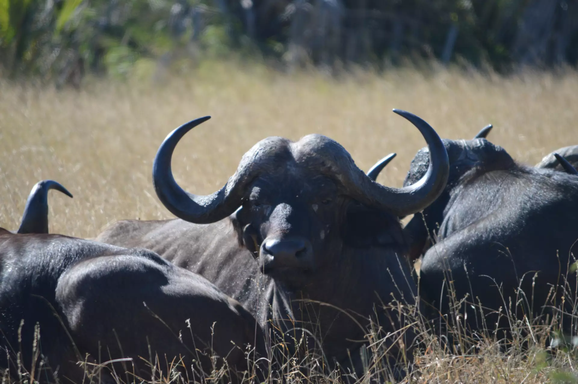 Cape Buffalo