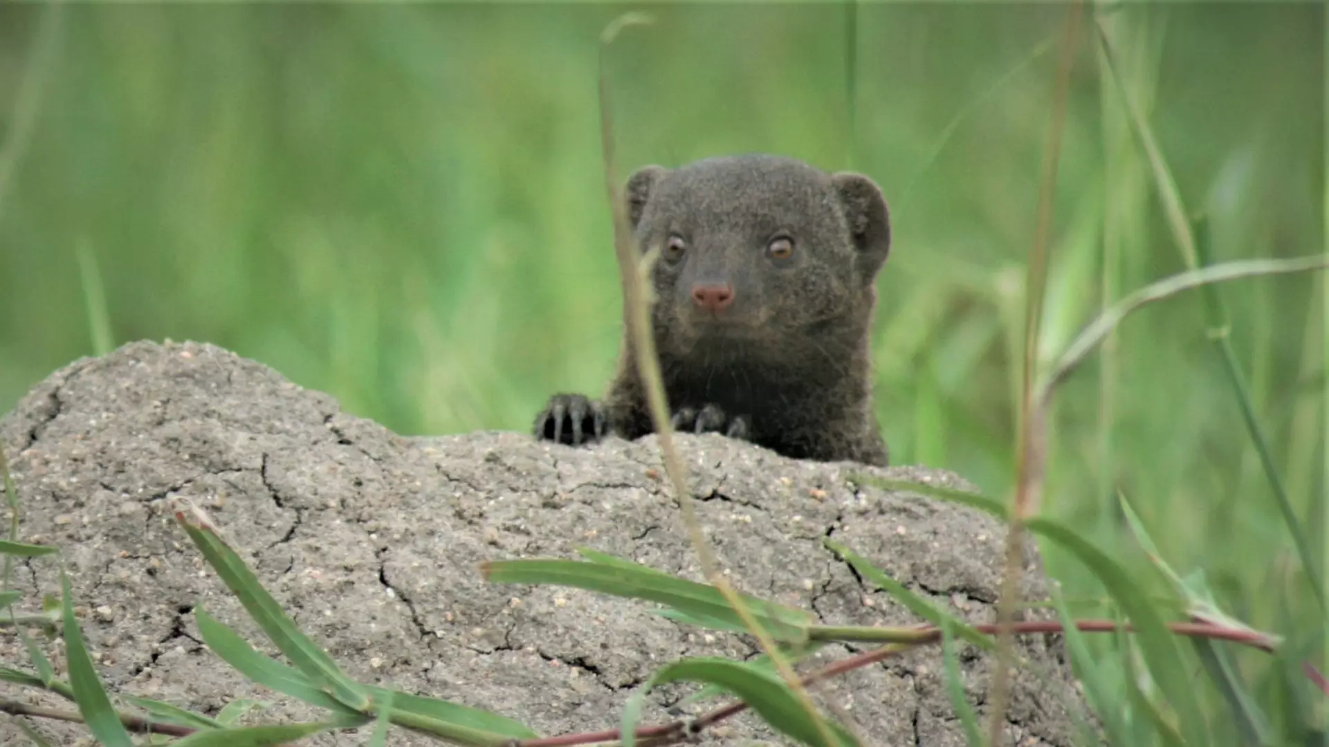 Dwarf Mongoose
