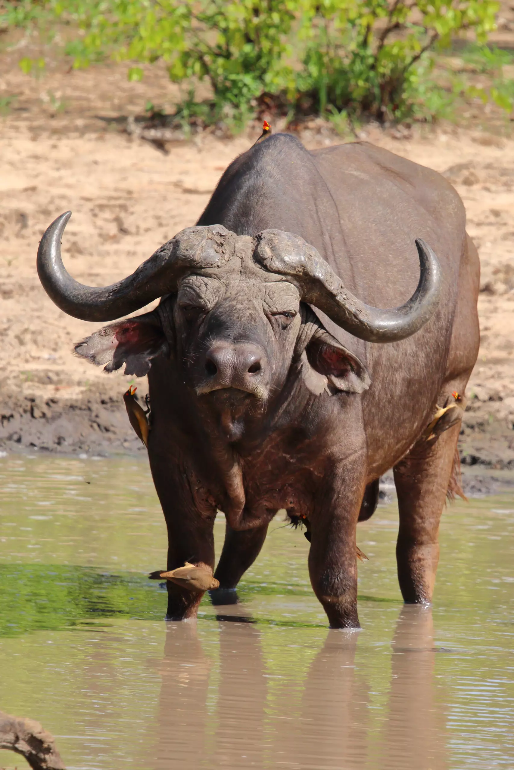 Cape Buffalo