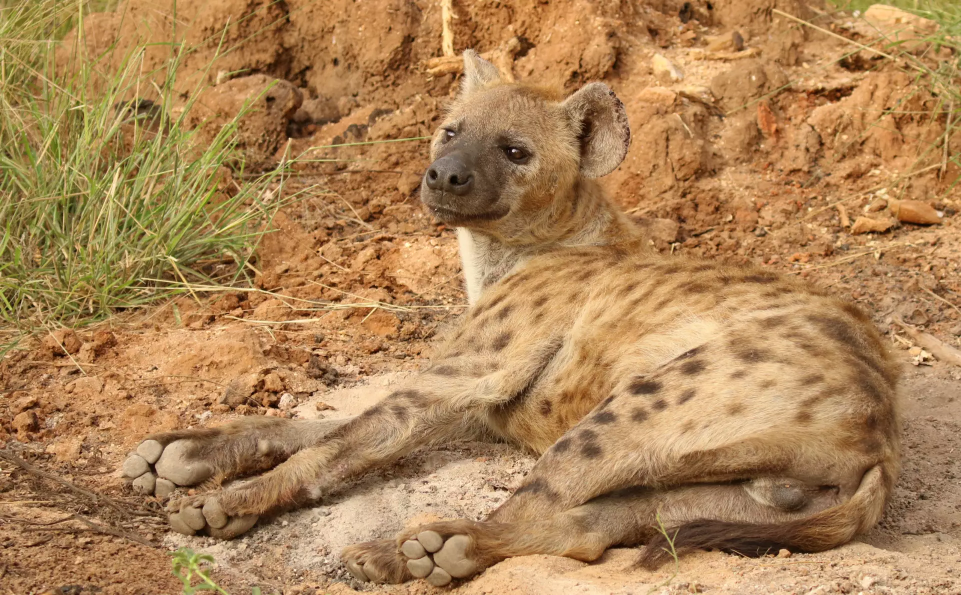 Hyena